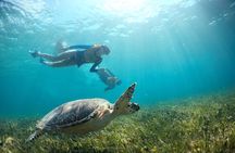 Cancun Snorkeling Tour: Swim with Turtles, Reef, Underwater Museum and Shipwreck
