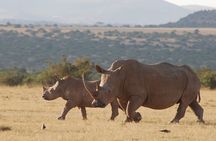 6 Days Private Rhino Conservation Safari in Kenya Tour