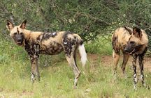 3 Day Kruger National Park Safari & Panorama Route 