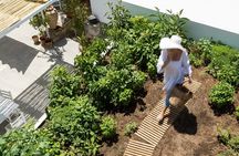 Traditional Greek Cooking Class and Organic Lunch on Poros