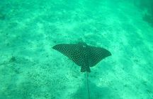 Snorkel in the Costa Maya Reef and Rest on the Beach