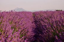 Sunset Lavender Tour in Valensole with pickup from Marseille 