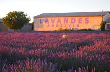 Sunset Lavender Tour in Valensole with pickup from Marseille 
