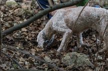 Truffle Lunch & Hunting Experience in San Gimignano