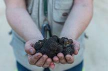 Truffle Lunch & Hunting Experience in San Gimignano