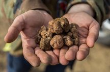 Truffle Lunch & Hunting Experience in San Gimignano