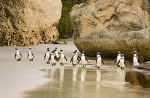 African Penguins (Boulders Beach) Half Day tour from Cape Town 