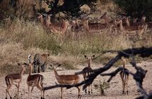 2 Day Kruger National Park Safari