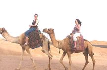Blue Lagoon Beach 1-Hour Camel Safari from Dahab