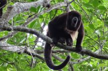 Day Trip Meet Howler Monkeys at Churute & Make Organic Chocolate