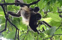 Day Trip Meet Howler Monkeys at Churute & Make Organic Chocolate