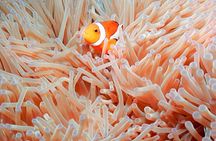 Naha: Full-Day Snorkeling Experience in the Kerama Islands, Okinawa