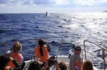 Okinawa Whale Watching From Naha