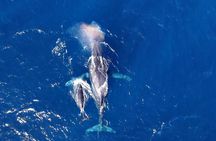 Okinawa Whale Watching From Naha