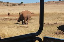 Rhino And Lion Safari with Wondercave Tour
