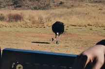 Rhino And Lion Safari with Wondercave Tour