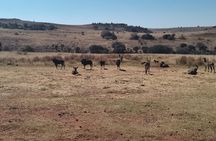 Rhino And Lion Safari with Wondercave Tour