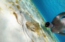 Starfish, Stingrays and the Turtle Bay Experience by Catamaran