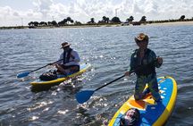 Coastal Wildlife Stand-Up Paddle Adventure