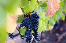 Mt Etna and Wine tasting tour from Catania