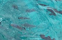 Waikiki Beach Glass Bottom Boat Tour