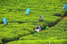 7 Days Classical Tour to Sri Lanka
