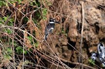 Private Half-Day Bird Watching Tour in Aswan