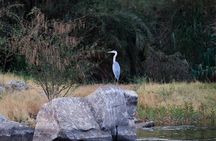 Private Half-Day Bird Watching Tour in Aswan