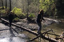 Redwoods Forest Bathing