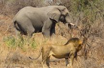 Kruger National Park - Private full day Safari trip.