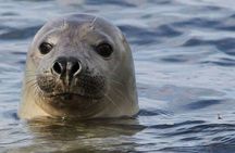 Meet The Seals Boat Tour - Travel by boat to a Secret Seal Cove