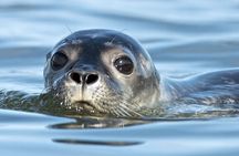 Meet The Seals Boat Tour - Travel by boat to a Secret Seal Cove