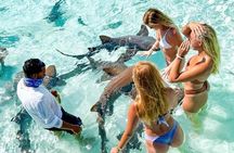 Exuma Swimming Pigs Full Day Boat Tour 