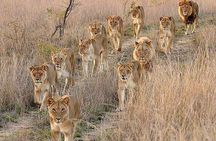 6 Days best of kenya safaris Maasai Mara-Lake Nakuru Amboseli National Park