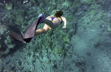 Dolphin Watching and Snorkeling Adventure in Key West
