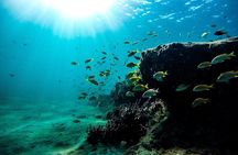 Dolphin Watching and Snorkeling Adventure in Key West