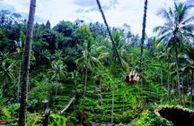 One Day Tour Tegalalang Rice Terrace And Gunung Kawi Temple