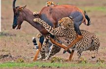 4-Days Bush to Bush Authentic Budget Safari