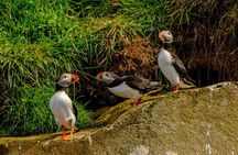 Puffin Watching Speedboat Express