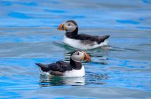 Puffin Watching Speedboat Express
