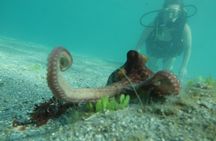 Beginners' ScubaDive
