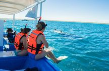 Whale Shark snorkeling tour in a reduced group with local marine biologist