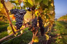 Full Day Tamar Valley Wine Tour