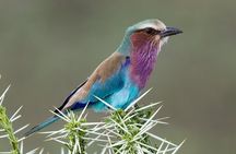 5 Days Tanzania Private Safari Tour