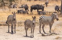 5 Days Tanzania Private Safari Tour