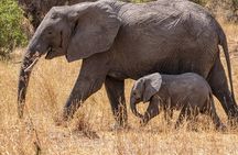 6 Days Mid-Range Tanzania Safari