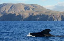 Whale and Dolphin Watching EcoAdventure in Tenerife