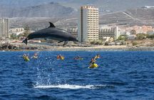 Whale and Dolphin Watching EcoAdventure in Tenerife
