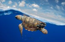 Whale and Dolphin Watching EcoAdventure in Tenerife