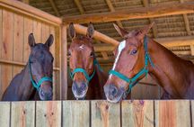  Swimming with Horses at the Beach from Punta Cana Free transportation